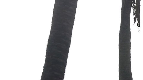 Se reportan al menos 111 muertes en Hawaii por incendios.