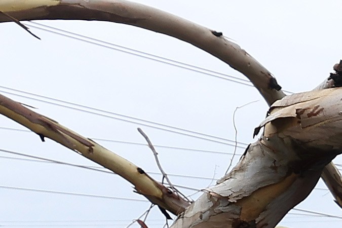 SUN VALLEY, CALIFORNIA - AUGUST 21: A large eucalyptus tree branch rests on cars after falling overnight as tropical storm Hilary moved through the area on August 21, 2023 in Sun Valley, California. Much of Southern California and parts of Arizona and Nevada are cleaning up after being impacted by the tropical storm that brought several inches of rain that flooded roadways and winds that toppled trees and power lines across the region. (Photo by Justin Sullivan/Getty Images)