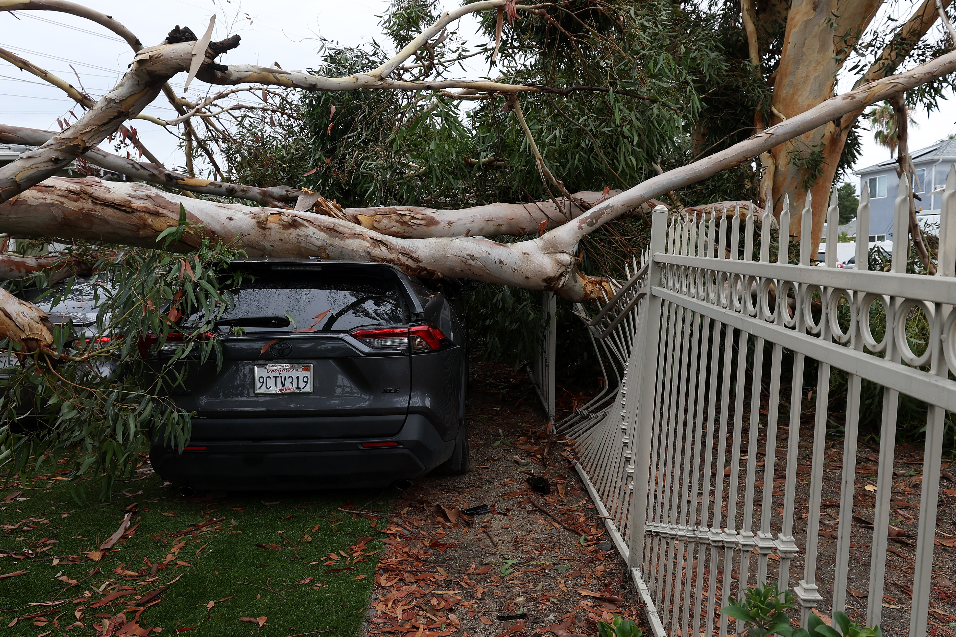 SUN VALLEY, CALIFORNIA - AUGUST 21: A large eucalyptus tree branch rests on cars after falling overnight as tropical storm Hilary moved through the area on August 21, 2023 in Sun Valley, California. Much of Southern California and parts of Arizona and Nevada are cleaning up after being impacted by the tropical storm that brought several inches of rain that flooded roadways and winds that toppled trees and power lines across the region. (Photo by Justin Sullivan/Getty Images)