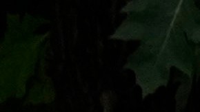 Zoológico Nacional Smithsonian de Washington evacuado y cerrado tras amenaza de bomba