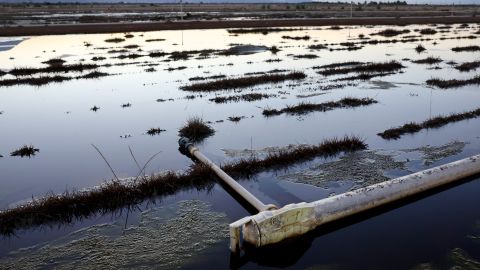 OASIS, CALIFORNIA - AUGUST 24: A section of an agricultural field holds minor flooding following Tropical Storm Hilary on August 24, 2023 in Oasis, California. Many farmworkers in the region, who depend on daily work to pay for food and rent, have not been able to work in the days since the storm hit due to flood impacts. Much of Southern California and parts of Arizona and Nevada are cleaning up after being impacted by the tropical storm that brought several inches of rain that flooded roadways and winds that toppled trees and power lines across the region. (Photo by Mario Tama/Getty Images)