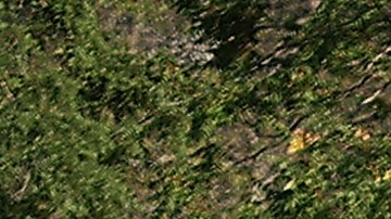 Serie Mundial de Pequeñas Ligas.