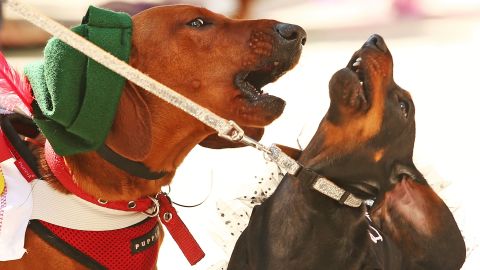 MELBOURNE, AUSTRALIA - SEPTEMBER 19: Bangers the mini dachshund barks at a compeitor as they compete in the Hophaus Southgate Inaugural Dachshund Running of the Wieners Race on September 19, 2015 in Melbourne, Australia. 30 mini dachshunds, 6 standard dachshunds and 18 dachshund puppies all competed for first place and for Best Dressed Dachshund during the annual Oktoberfest celebration. (Photo by Scott Barbour/Getty Images)