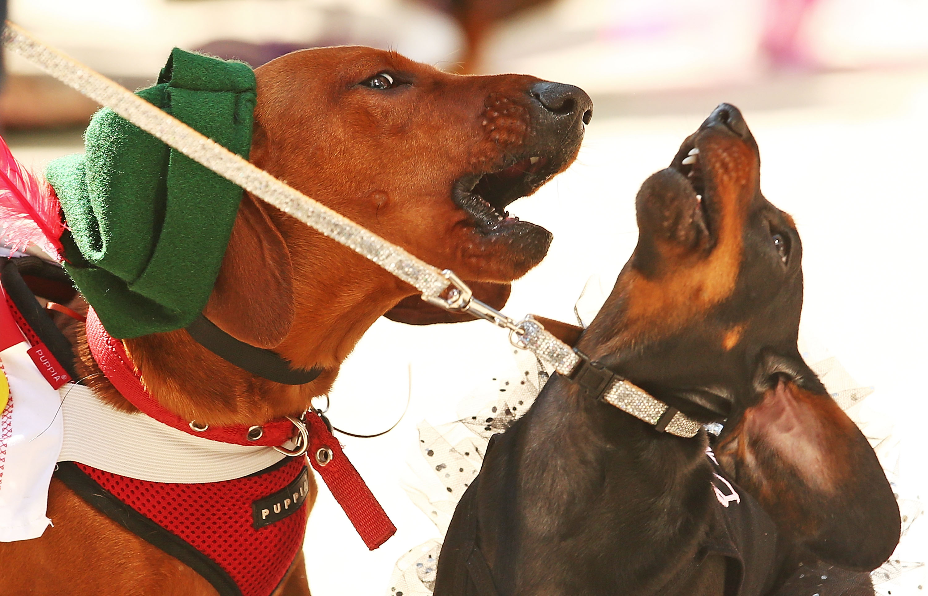 cuantos perros puedo tener en el condado de orange