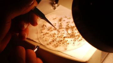 Detectan en Alabama casos de rara enfermedad transmitida por mosquitos que ya dejó un muerto