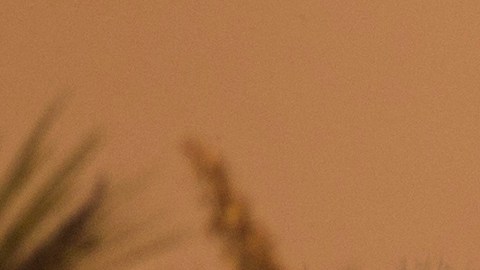 California vive el peor incendio forestal del año; fuego arrasa con los simbólicos árboles de Joshua