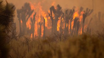 California vive el peor incendio forestal del año; fuego arrasa con los simbólicos árboles de Joshua