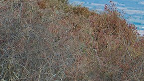 Violencia en Jalisco