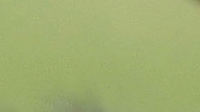 401082 05: A German Shepard bares its teeth during Schutzhund attack dog training at Witmer-Tyson Imports February 14, 2002 in Newark, CA. The trial of Marjorie Knoller and Robert Noel, whose two giant Presa Canario attack dogs killed 33-year-old Diane Whipple last January, is scheduled to begin on February 19, 2002 in Los Angeles. (Photo by Justin Sullivan/Getty Images)