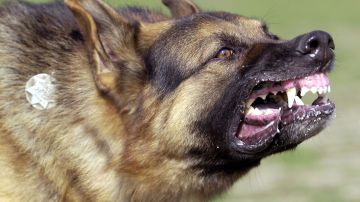 401082 05: A German Shepard bares its teeth during Schutzhund attack dog training at Witmer-Tyson Imports February 14, 2002 in Newark, CA. The trial of Marjorie Knoller and Robert Noel, whose two giant Presa Canario attack dogs killed 33-year-old Diane Whipple last January, is scheduled to begin on February 19, 2002 in Los Angeles. (Photo by Justin Sullivan/Getty Images)