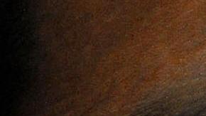 Marco Antonio Barrera