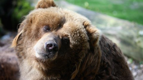 Sacrifican a oso que atacó a un niño que jugaba en su jardín al norte de Nueva York