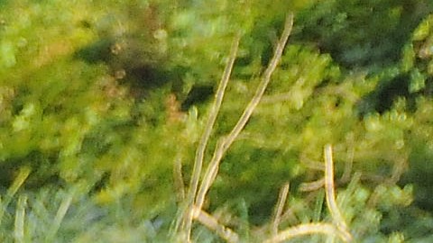 Abatido sospechoso que disparó a dos oficiales de Florida durante una parada de tráfico