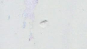 Policía de Honduras y fans.