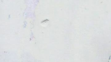 Policía de Honduras y fans.