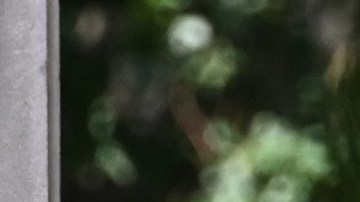 Hunter Biden trató de firmar un acuerdo para no terminar en prisión.