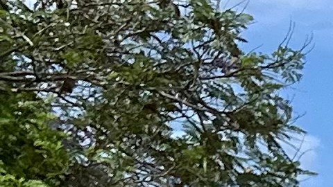 Mireya Olivera, 20 años con su periódico Impulso.  (Araceli Martínez/La Opinión)