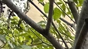 Imágenes de la tienda Yves St. Laurent saqueada el año pasado en Glendale, California. (Araceli Martínez/La Opinión)