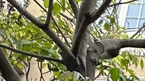 Imágenes de la tienda Yves St. Laurent saqueada el año pasado en Glendale, California. (Araceli Martínez/La Opinión)