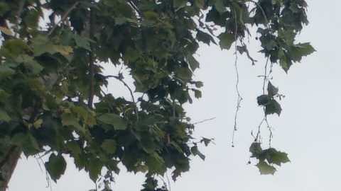 Los guatemaltecos elegirán un nuevo presidente este domingo.