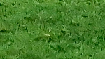 Jesús Sánchez en lamento durante un partido de Chivas.