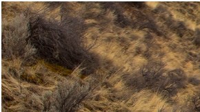 Jeep Wrangler Rubicon X 4xe 2024