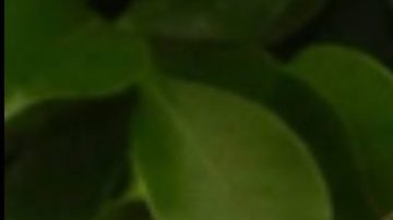 Karol G y Peso Pluma triunfan con QLONA.