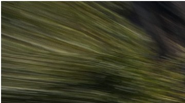 Kia Carnival MPV 2024