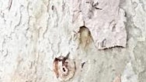 Sophia Davis debuta como escritora a los 9 años.