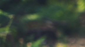 Caminatas en silencio: la tendencia que puede ayudarte a aliviar el estrés