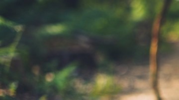 Caminatas en silencio: la tendencia que puede ayudarte a aliviar el estrés