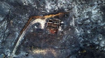Incendios en Grecia: encuentran 18 muertos en un bosque arrasado por las llamas