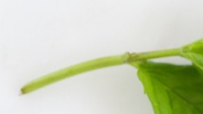 Gomitas cetogénicas para bajar de peso: cómo funcionan