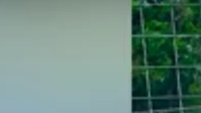 Rara jirafa sin manchas que nació en un zoológico de Tennesse podría ser única en el mundo