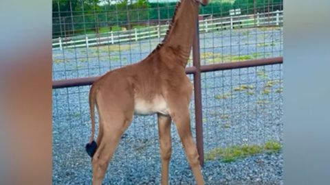 Rara jirafa sin manchas que nació en un zoológico de Tennesse podría ser única en el mundo