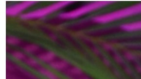 Karol G y Feid muestran su amor fuera de los escenarios.