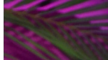 Karol G y Feid muestran su amor fuera de los escenarios.