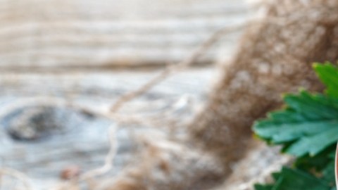 Alimentos con fibra que pueden ayudarte a mantener una buena salud intestinal