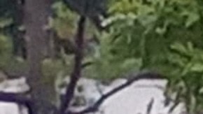 A pesar del agua, guatemaltecos en LA salen a votar.