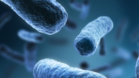 CDC advierten de contagio de salmonella por contacto con tortugas bebé: a qué se debe