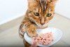 Retiran comida congelada para gatos luego de que uno muriera por ccontaminación con gripe aviar
