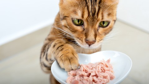 Retiran comida congelada para gatos luego de que uno muriera por ccontaminación con gripe aviar
