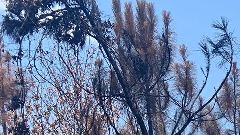 Autoridades determinan que el incendio más grande en la historia de Louisiana fue provocado
