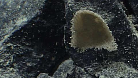 Científicos siguen sin saber qué es el misterioso "huevo dorado" descubierto en la profundidad del océano en Alaska