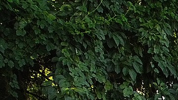 Inmigrantes esperan ser atendidos por las autoridades de la Comar en Tapachula.