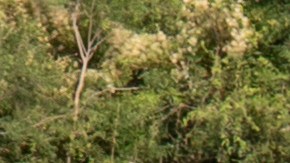 Boyas en el Río Bravo
