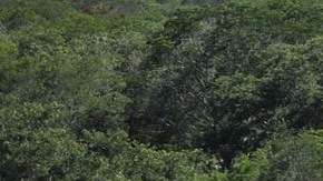 AMLO entrega al Ejército mexicano la administración del Tren Maya