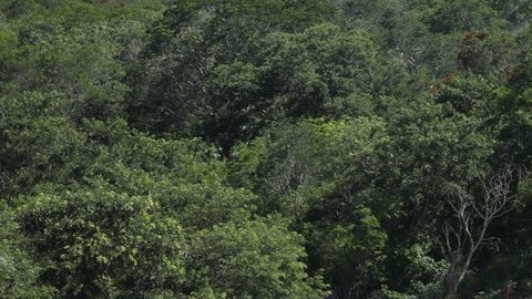 AMLO entrega al Ejército mexicano la administración del Tren Maya