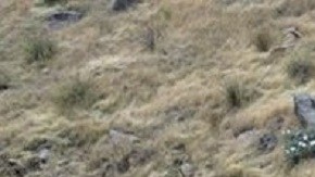 Rescatan a conductor que pasó cinco días atrapado en el fondo de un acantilado de 100 pies en California