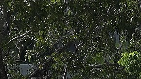 Suspenden a oficial de Maryland que fue grabado subiéndose al asiento trasero de una patrulla con una mujer